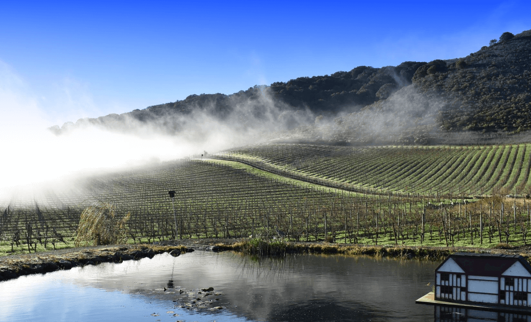 Exploring the Exceptional Quality of Sonoma Coast Vineyard Designate Wines